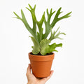 Platycerium Bifurcatum Staghorn Fern 17cm Pot – Pet Friendly Indoor Houseplant Plants By Post