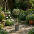 Olive Tree - 90/100cm Tall - Mediterranean Charm for Your Garden