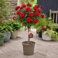 7.5L Standard Rose Tree Red 100-110cm - Classic Flowering Garden Rose Plant Plants By Post