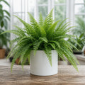 Nephrolepis Boston Fern – Lush Feathery Green Indoor Houseplant The Rose Press Garden
