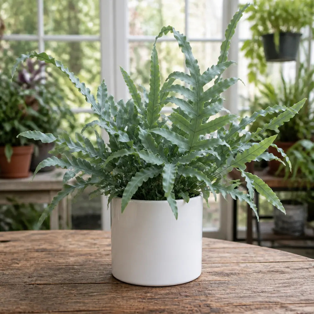 Phlebodium Blue Star Fern – Elegant Blue-Green Foliage Indoor Houseplant Plants By Post