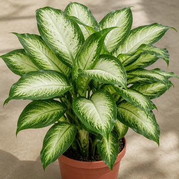 Dieffenbachia Camilla Dumb Cane – Elegant Cream and Green Variegated Indoor Houseplant Plants By Post
