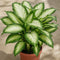 Nursery Pot