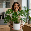 Monstera Deliciosa Cheese Plant 5L – Tropical Indoor Houseplant Plants By Post