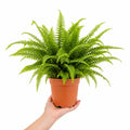 Nephrolepis Boston Fern 17cm Pot – Easy Care Pet Friendly Indoor Houseplant Plants By Post