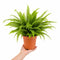 Nursery Pot