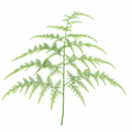 Asparagus Setaceus Lace Fern 12cm Pot Plants By Post