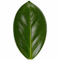 Zamioculcas Zamiifolia ZZ Plant 21cm Pot 5Ltr Easy Care Indoor Houseplant Plants By Post