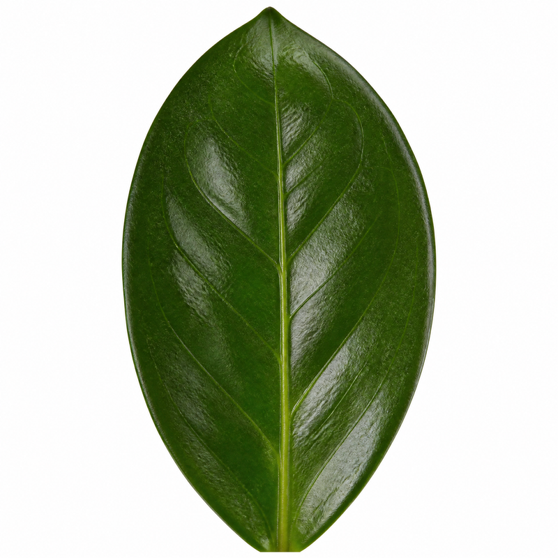 Zamioculcas Zamiifolia ZZ Plant 12cm Pot – Easy Care Indoor Houseplant Plants By Post