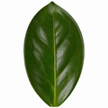 Zamioculcas Zamiifolia ZZ Plant 12cm Pot – Easy Care Indoor Houseplant Plants By Post