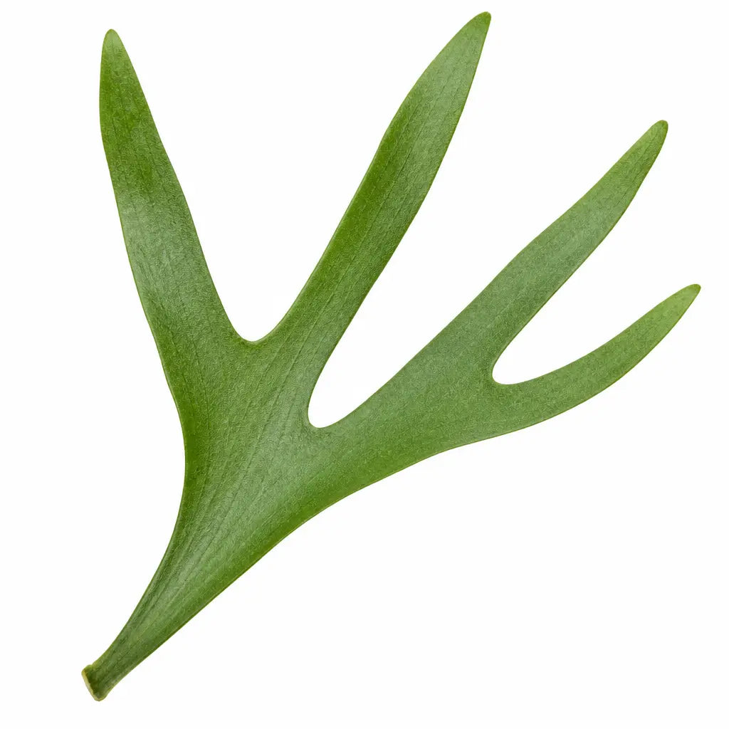 Platycerium Bifurcatum Staghorn Fern 17cm Pot – Pet Friendly Indoor Houseplant Plants By Post