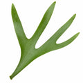 Platycerium Bifurcatum Staghorn Fern 17cm Pot – Pet Friendly Indoor Houseplant Plants By Post