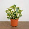 Peperomia Obtusifolia Variegated Radiator Plant 12cm Pot Plants By Post