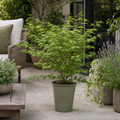 3L Acer Green Leaf in Pot Outdoor Tree for Patio & Garden