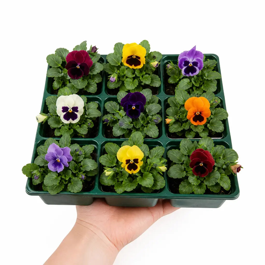 Pansy Delta Pro Blotch Mix 9 Pack × 2 Spring & Autumn Bedding Plants Plants By Post