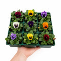 Pansy Delta Pro Blotch Mix 9 Pack × 2 Spring & Autumn Bedding Plants Plants By Post