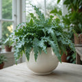Phlebodium Blue Star Fern – Elegant Blue-Green Foliage Indoor Houseplant Plants By Post