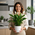 Spathiphyllum Peace Lily – Elegant White Flowers and Glossy Green Indoor Houseplant Plants By Post