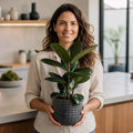 Ficus Robusta Rubber Plant – Elegant Glossy Green Foliage Indoor Houseplant Plants By Post