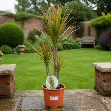 Dracaena Marginata 3 Stem Dragon Tree 19cm Pot – Easy Care Large Indoor Houseplant Plants By Post