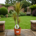 Dracaena Marginata 3 Stem Dragon Tree 19cm Pot – Easy Care Large Indoor Houseplant Plants By Post