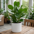 Clusia Autograph Tree 2L – Glossy Green Indoor Houseplant Plants By Post