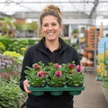 Pansy Delta Pro Rose with Blotch 9Pack × 2 Spring & Autumn Bedding Plants Plants By Post