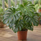 Nursery Pot