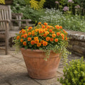 Viola Sorbet Deep Orange 9 Pack × 2 Spring & Autumn Bedding Plants Plants By Post