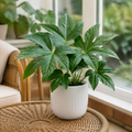 Fatsia Paper Plant 12cm Pot - Air Purifying Plant Plants By Post