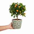 Mini Calamondin 1.5L Pot 40-50cm Height Citrus Tree for Patio & Indoor
