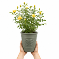 3L Yellow Patio Rose Outdoor Flowering Plant in Decorative Pot