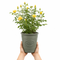 Olive Premium Plastic Planter Green