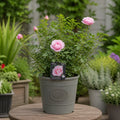 3L Happy Silver Wedding Light Pink Rose Bush - Beautiful Flowering Plant Gift Plants By Post