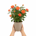 3L Orange Patio Rose in Decorative Pot Outdoor Garden Plant