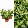 Dieffenbachia Camilla Dumb Cane 12cm Pot Plants By Post