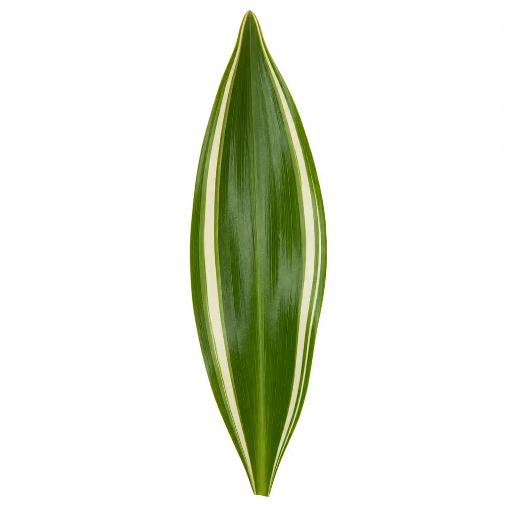 Dracaena White Jewel Dragon Tree 17cm Pot – Easy Care Indoor Houseplant Plants By Post