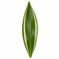 Dracaena White Jewel Dragon Tree 17cm Pot – Easy Care Indoor Houseplant Plants By Post