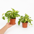 Epipremnum Aureum – Golden Pothos Devil’s Ivy Houseplant in 12cm Pot