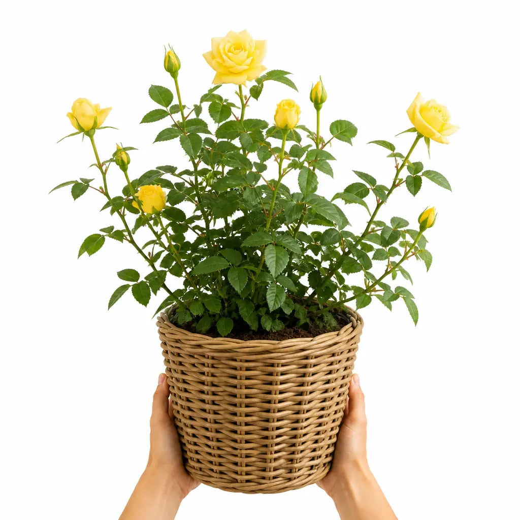 5L Rose Anniversary Wishes Yellow Rose Bush | Beautiful Flowering Garden Plant Plants By Post