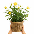 5L Rose Anniversary Wishes Yellow Rose Bush | Beautiful Flowering Garden Plant Plants By Post