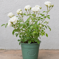 3L White Patio Rose in Decorative Pot Outdoor & Garden Plant
