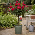 7.5L Standard Rose Tree Red 100-110cm - Classic Flowering Garden Rose Plant Plants By Post