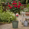 Olive Grey Planter
