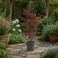 3L Red Leaf Acer Outdoor Patio Tree in Pot for Garden