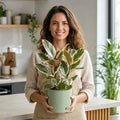 Ficus Tineke Rubber Plant – Elegant Variegated Green and Cream Indoor Houseplant Plants By Post