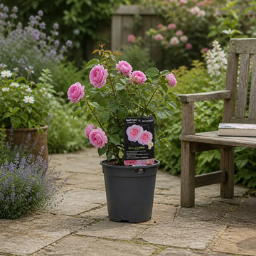 3L Mum In A Million Pink Rose Bush - Beautiful Flowering Plant Gift Plants By Post
