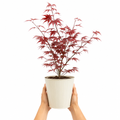 3L Red Leaf Acer Outdoor Patio Tree in Pot for Garden