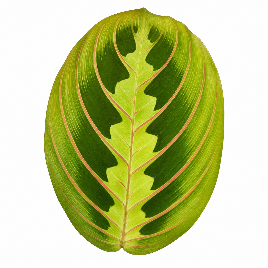 Maranta Lemon Lime Prayer Plant 12cm Pot – Variegated Indoor Houseplant The Rose Press Garden