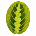 Maranta Lemon Lime Prayer Plant 12cm Pot – Variegated Indoor Houseplant The Rose Press Garden